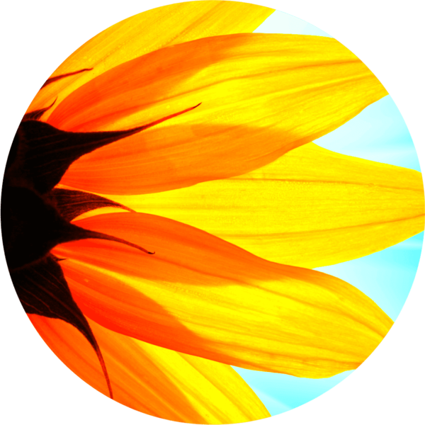 sunflower circle